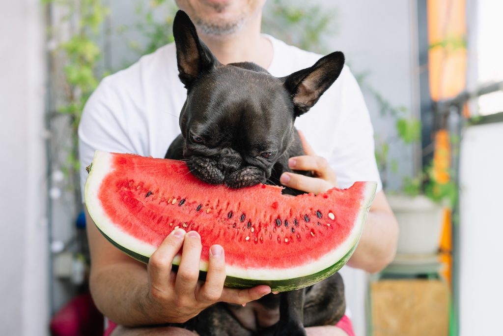 can french bulldogs eat watermelon
