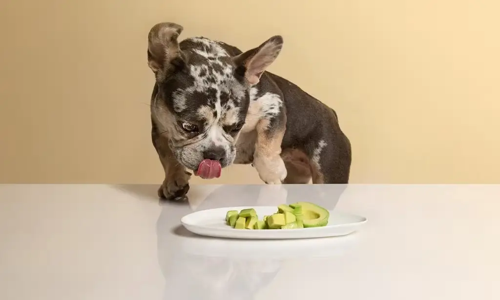 dog with an avocado