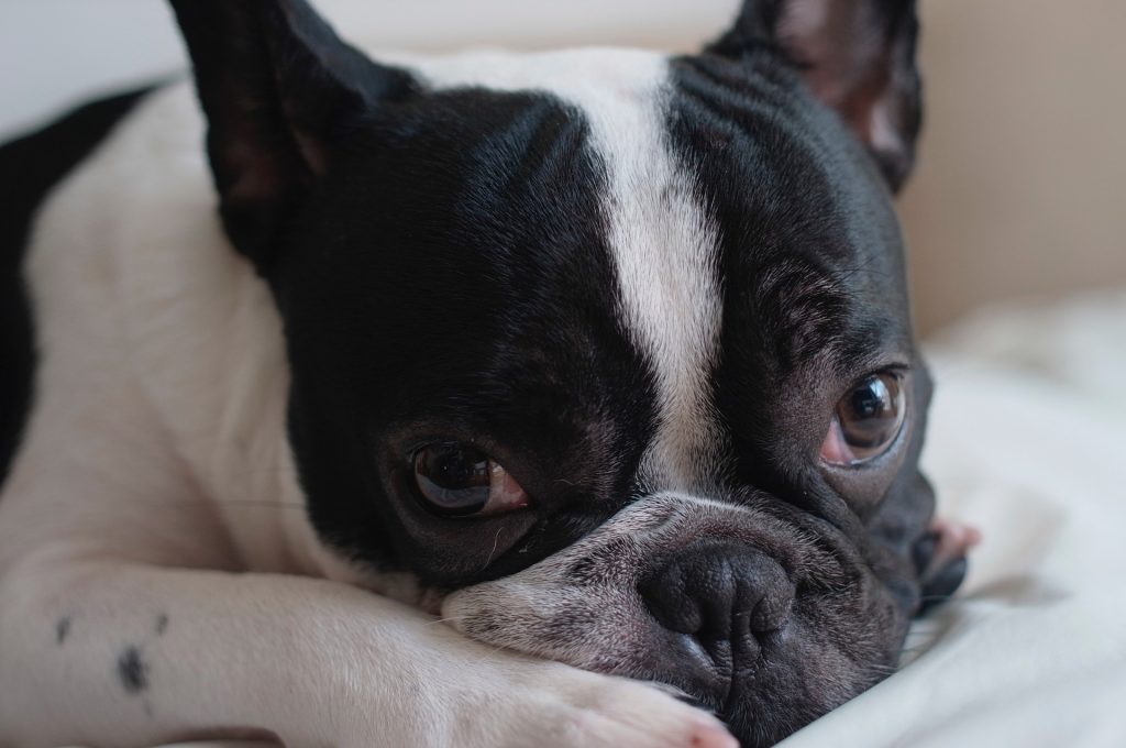 frenchie