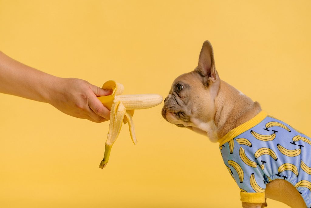 Can French Bulldogs Eat Bananas