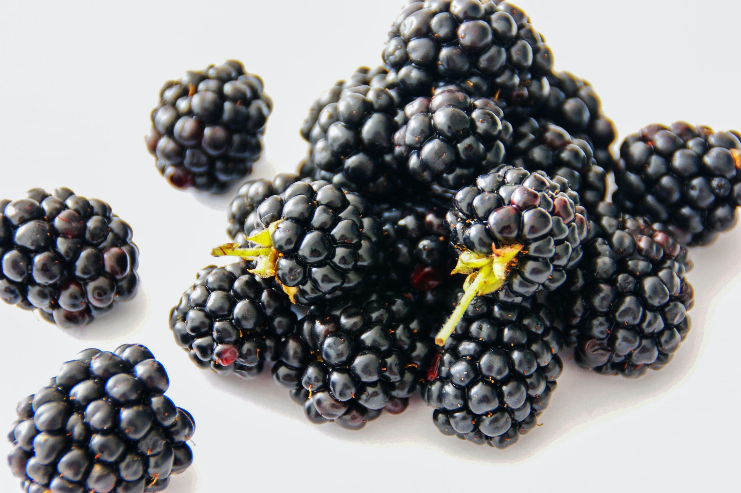 Can French Bulldog Eat Blackberries? A Complete Guide To Frenchie
