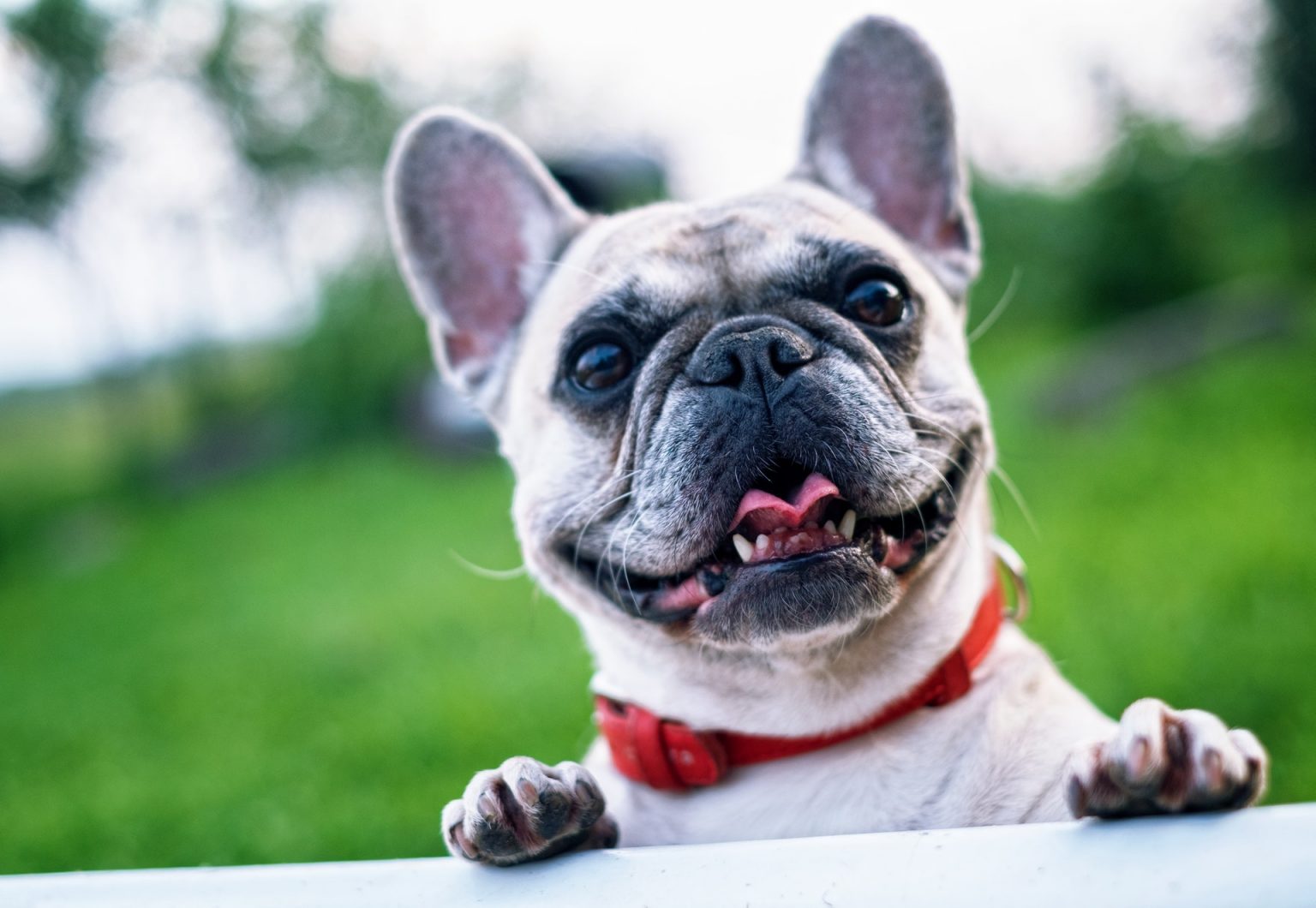Can French Bulldog Eat Melon? Is This Amazing Fruit Safe For Your Pooch