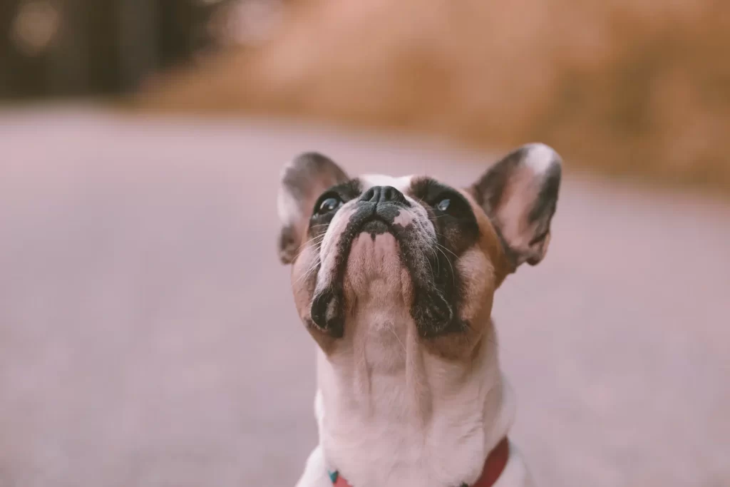 frenchie looking up