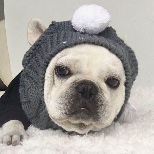 Woolen Frenchie Winter Hat