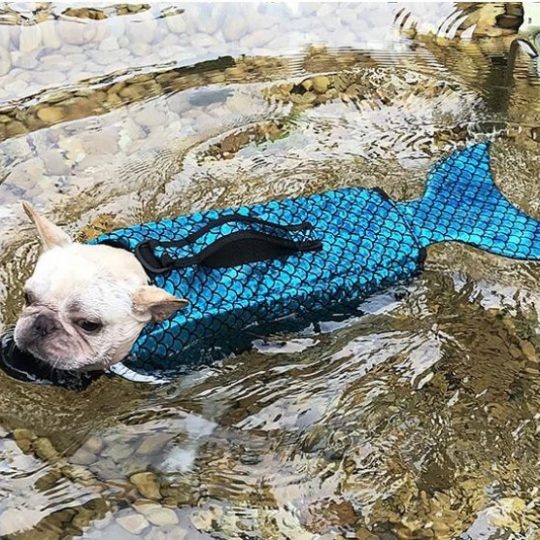 Mermaid French Bulldog Life Jacket