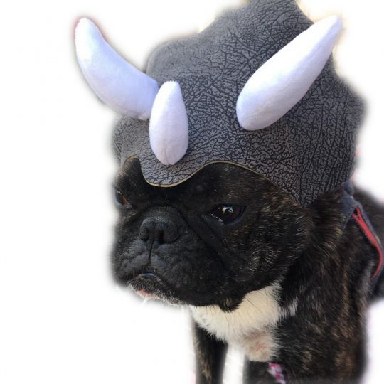 Dinosaur Headgear Frenchie Costume