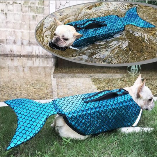 Mermaid French Bulldog Life Jacket