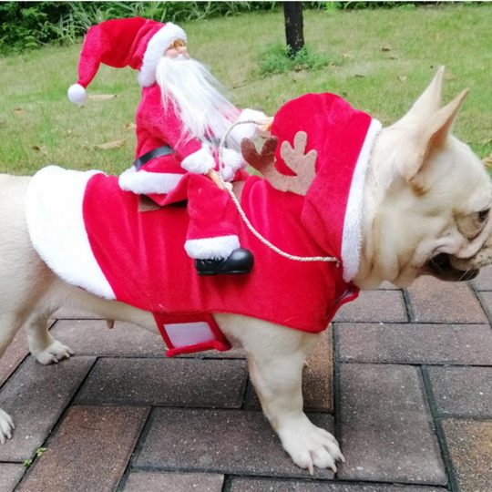 Riding Santa Christmas Frenchie Costume