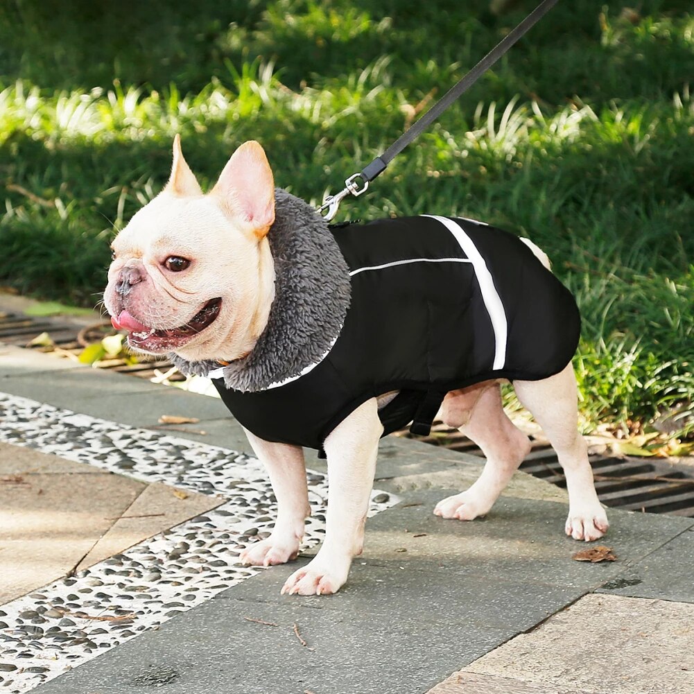 Waterproof parka coat for French Bulldogs