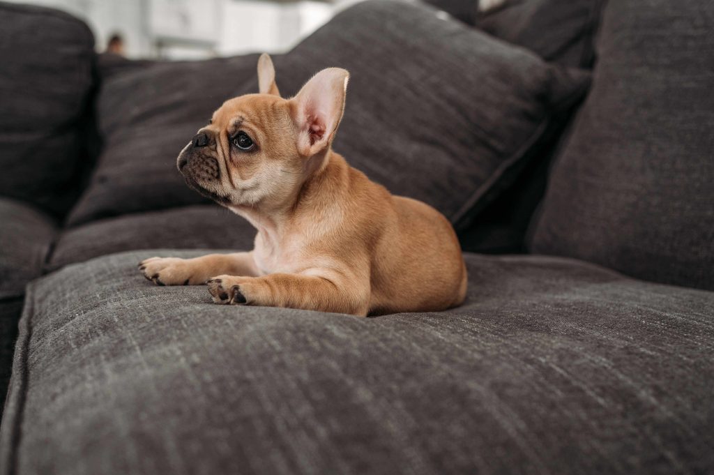 French bulldog puppy sits on a sofa
