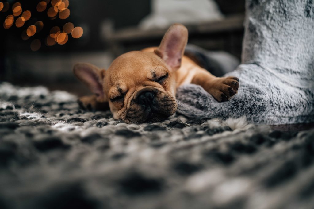 French bulldog puppy sleep