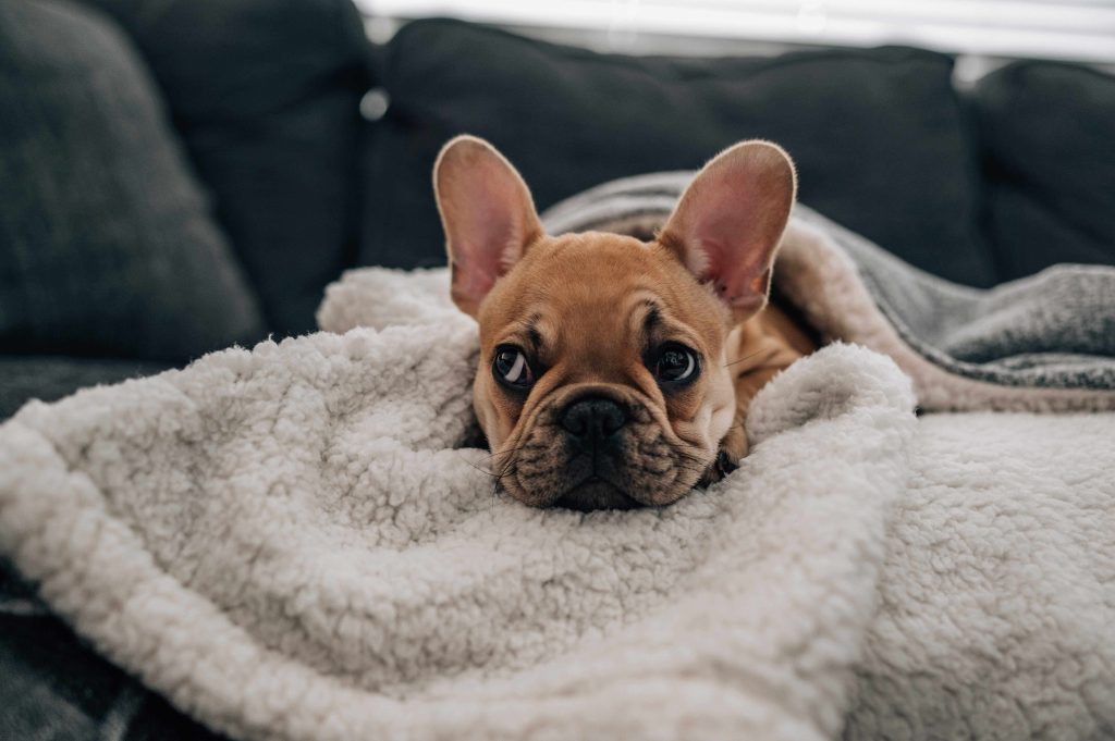 French bulldog puppy wrapped up in a blanket