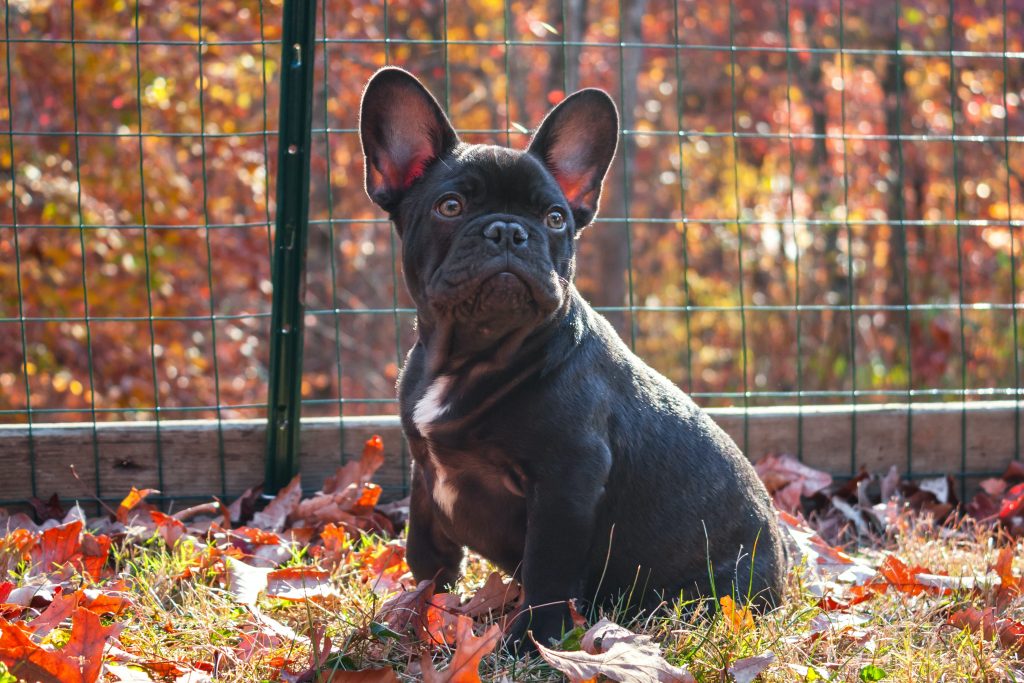 black frenchie in the park