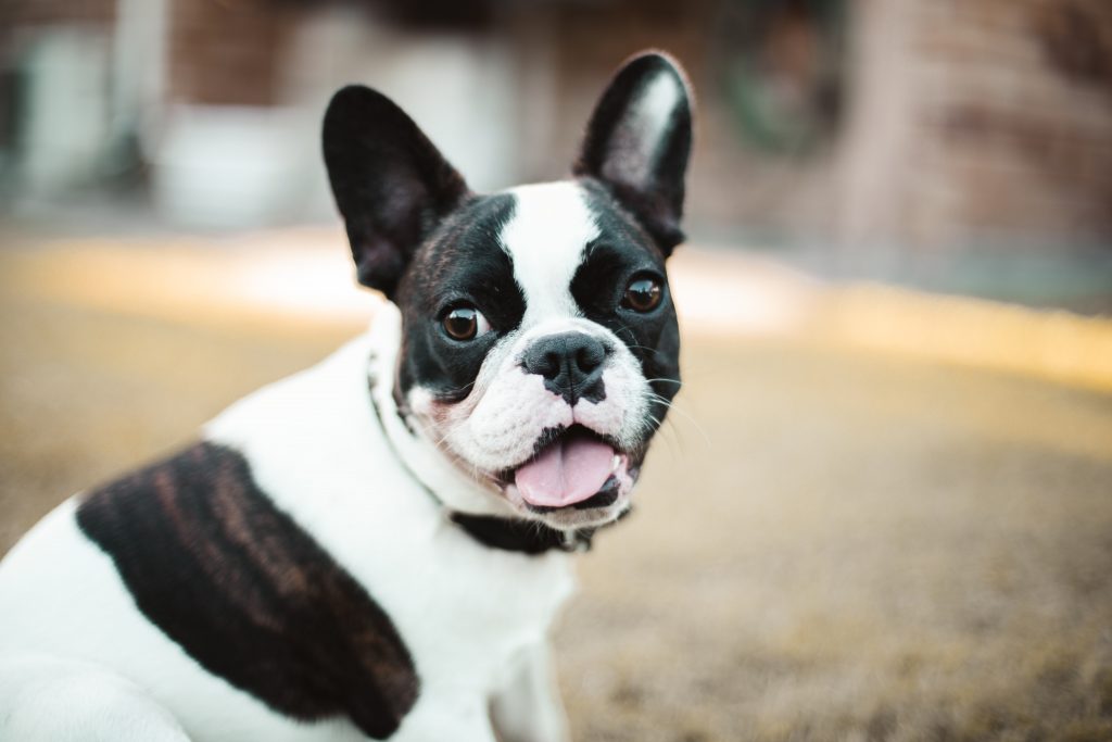 white and black frenchie