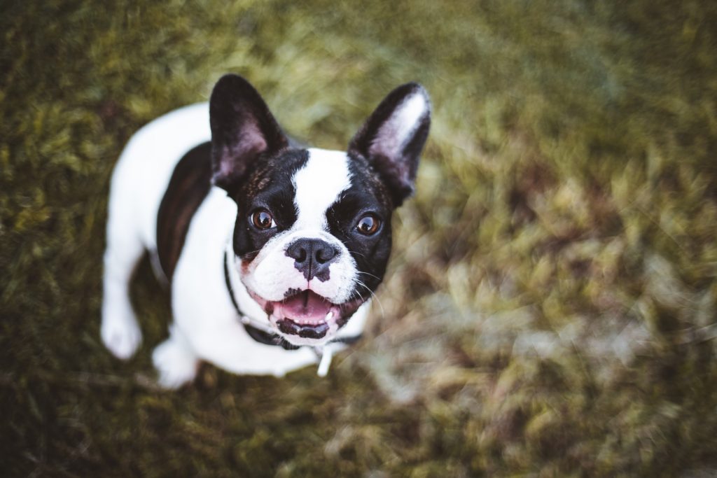 white and black frenchie looks up