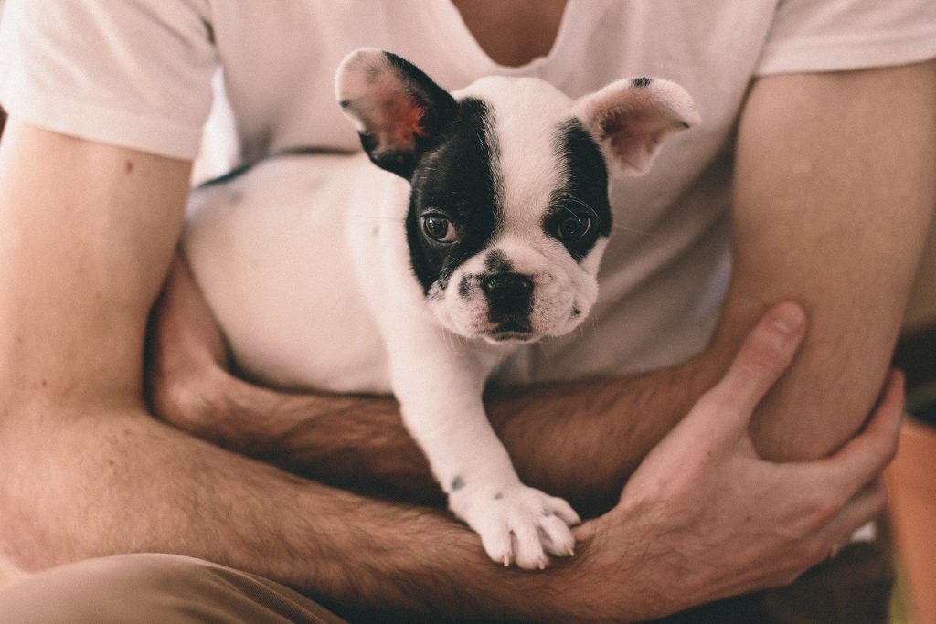 guy holding puppy frenchie in arms