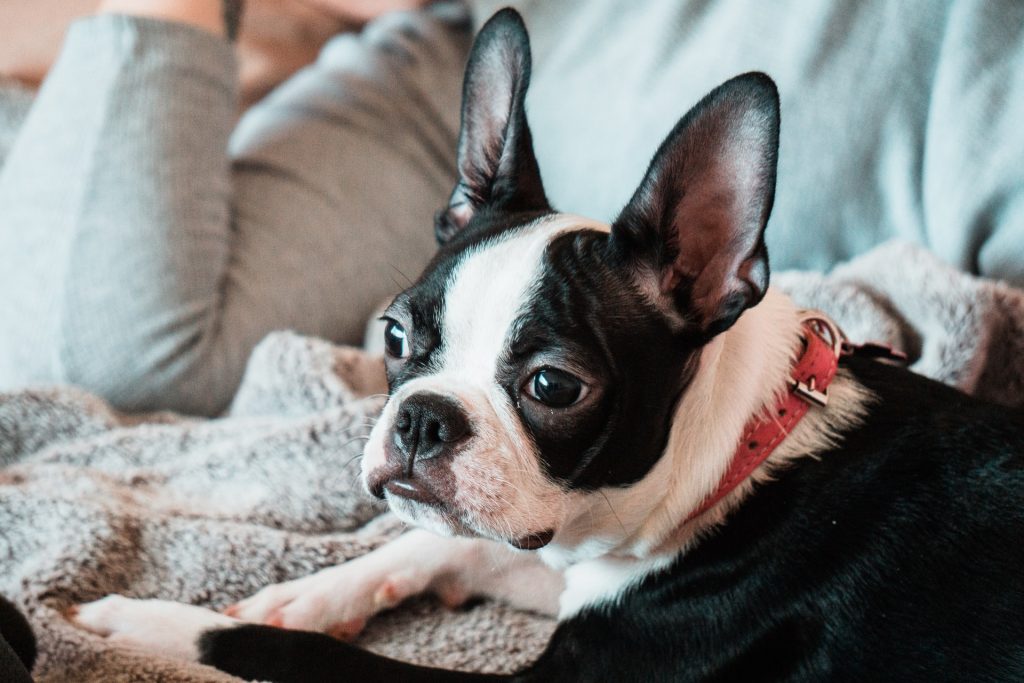 frenchie laying with the owner