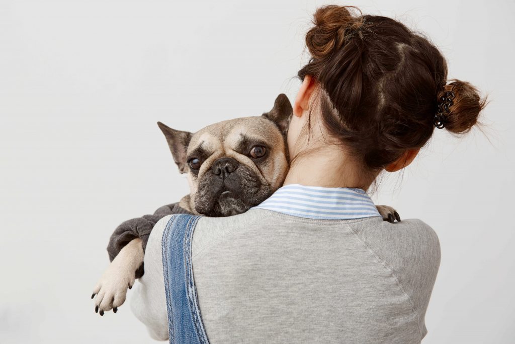 french bulldog looking on camera lying on shoulder of her female owner