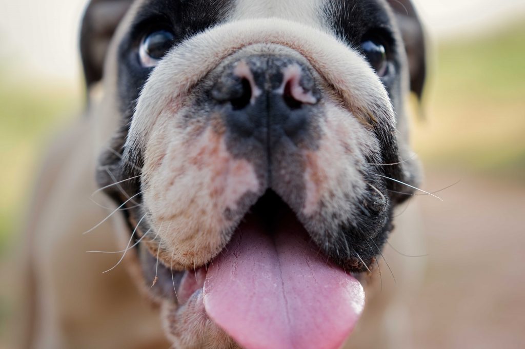Funny close-up view of french bulldog puppy mouth