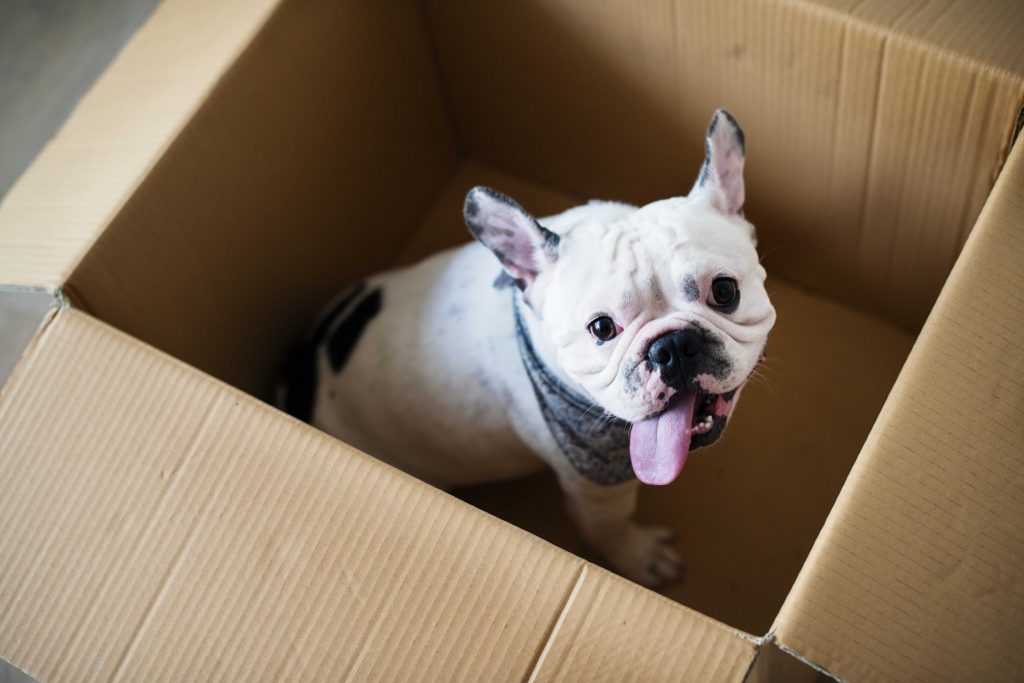 Closeup of French bulldog