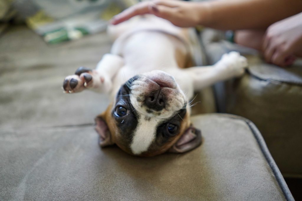 frenchie puppy on her belly