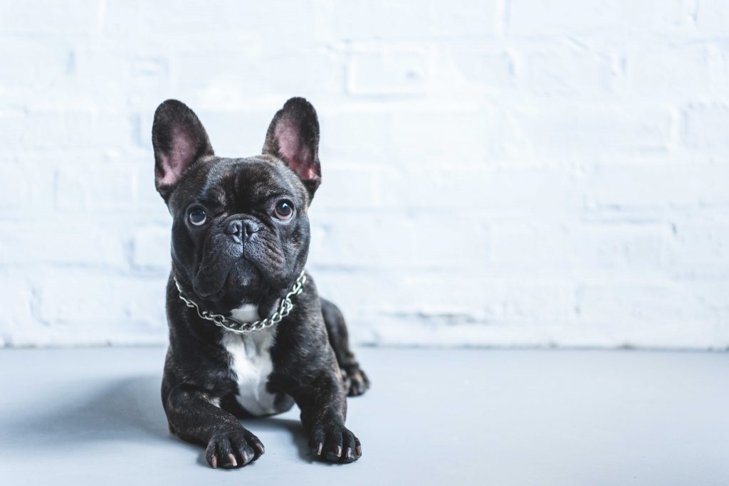 French bulldog lying on floor and looking up