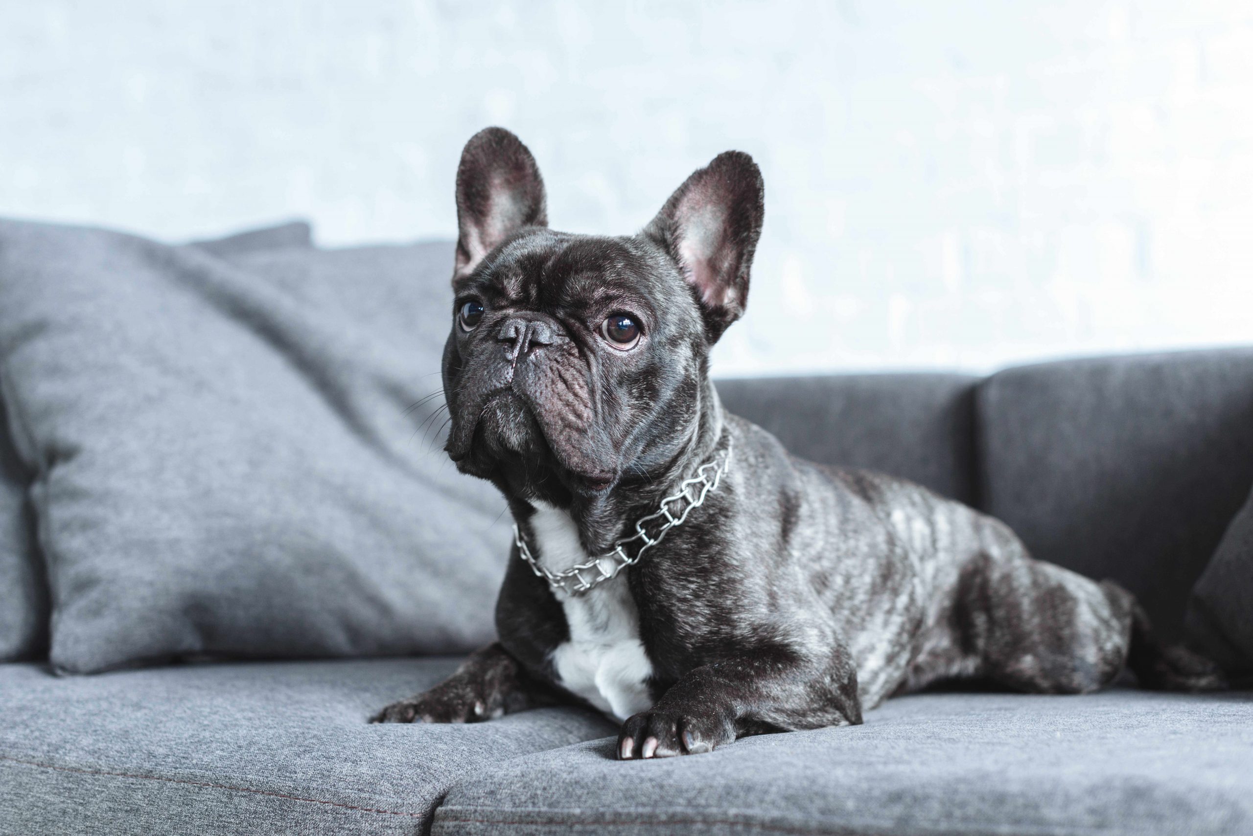 Rare French Bulldogs 