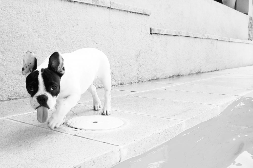 little french bulldog walk on the street