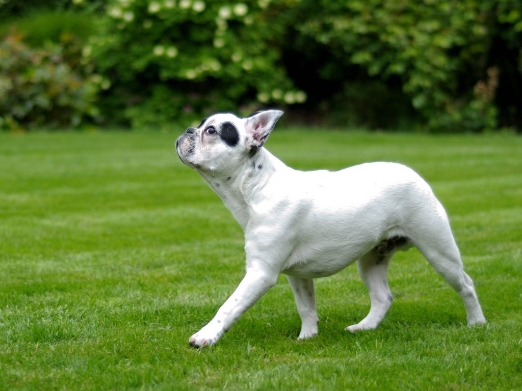 french bulldog walking on the grass