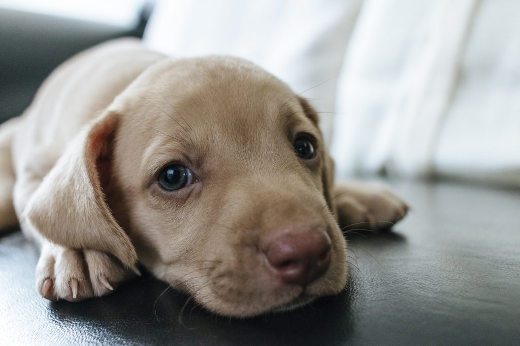 blue eyes dog