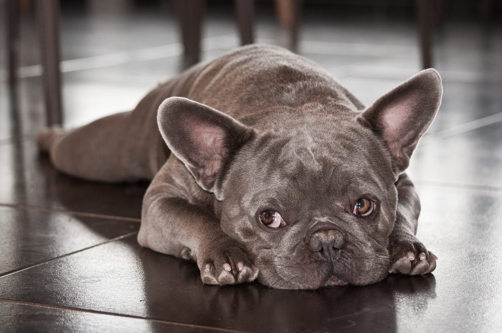 frenchie laying in the house