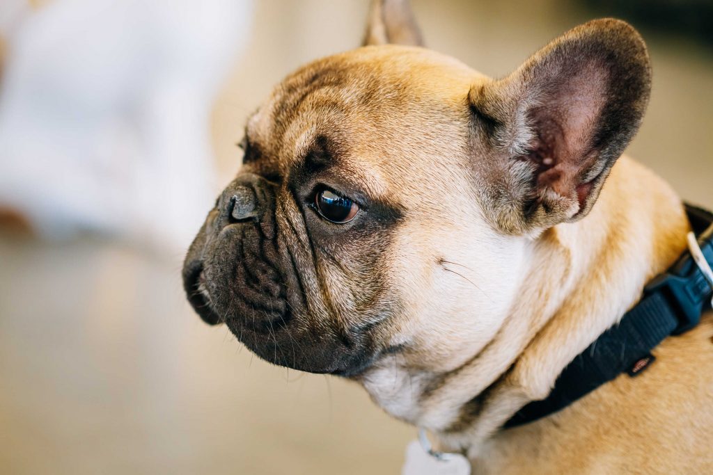 French Bulldog close up