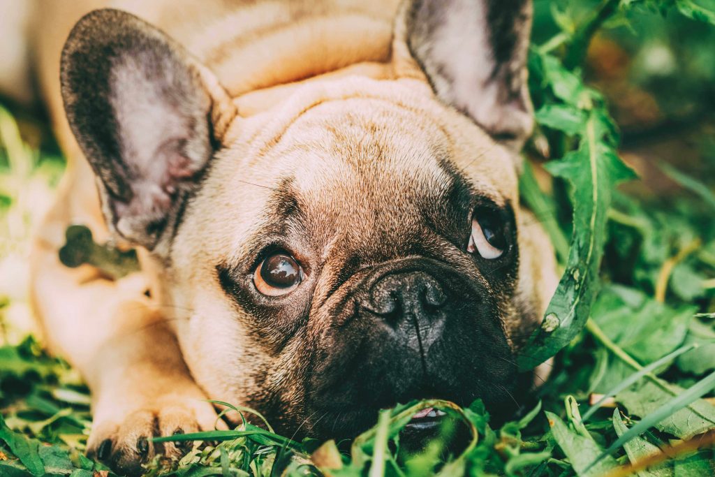 French Bulldog on the grass