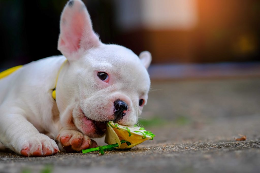 Young french bulldog white a nibble toy