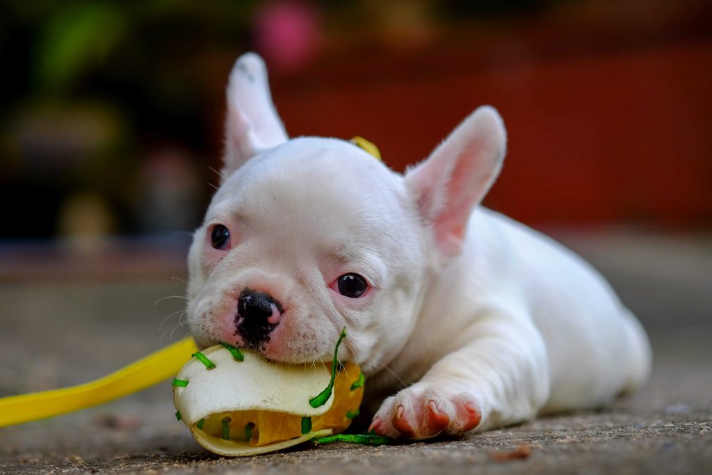 Young french bulldog white a nibble toy