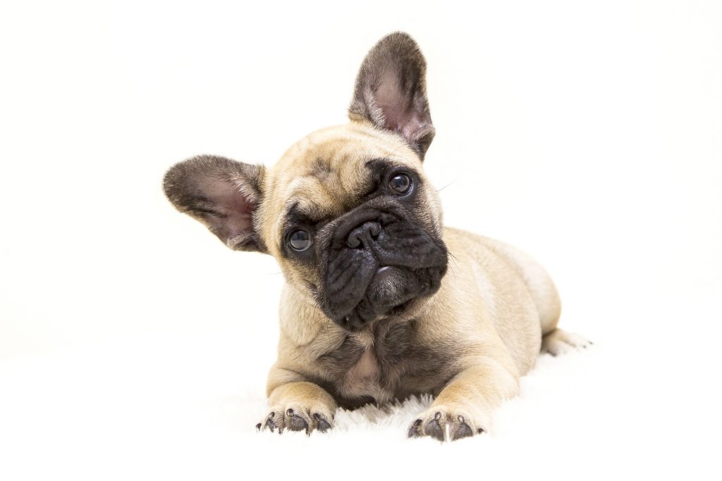 baby french bulldog laying