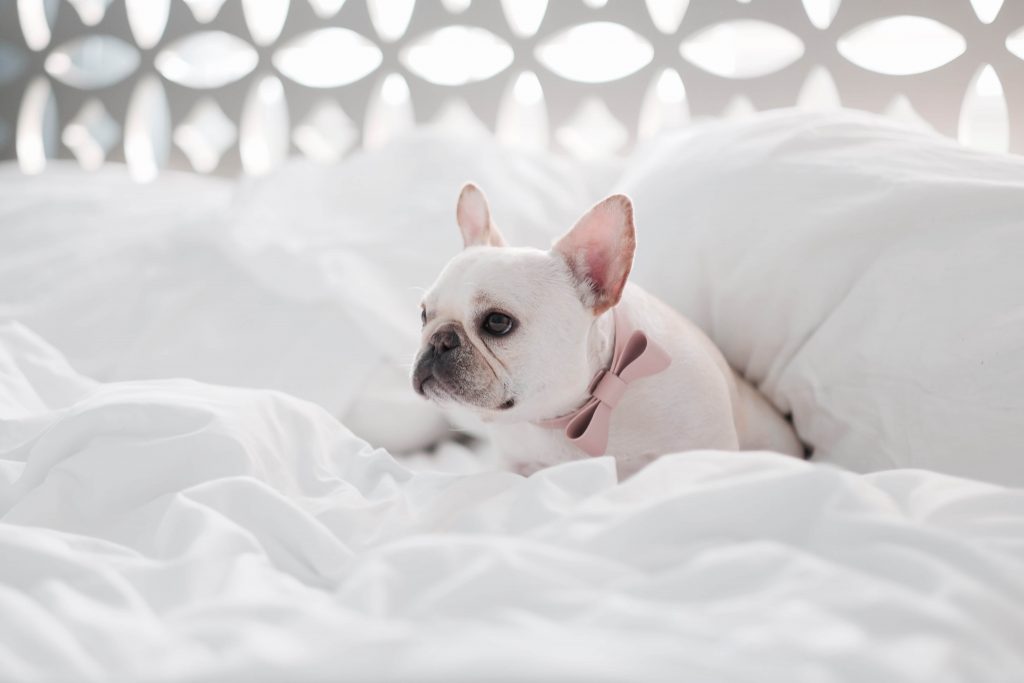 french bulldog laying in the bed