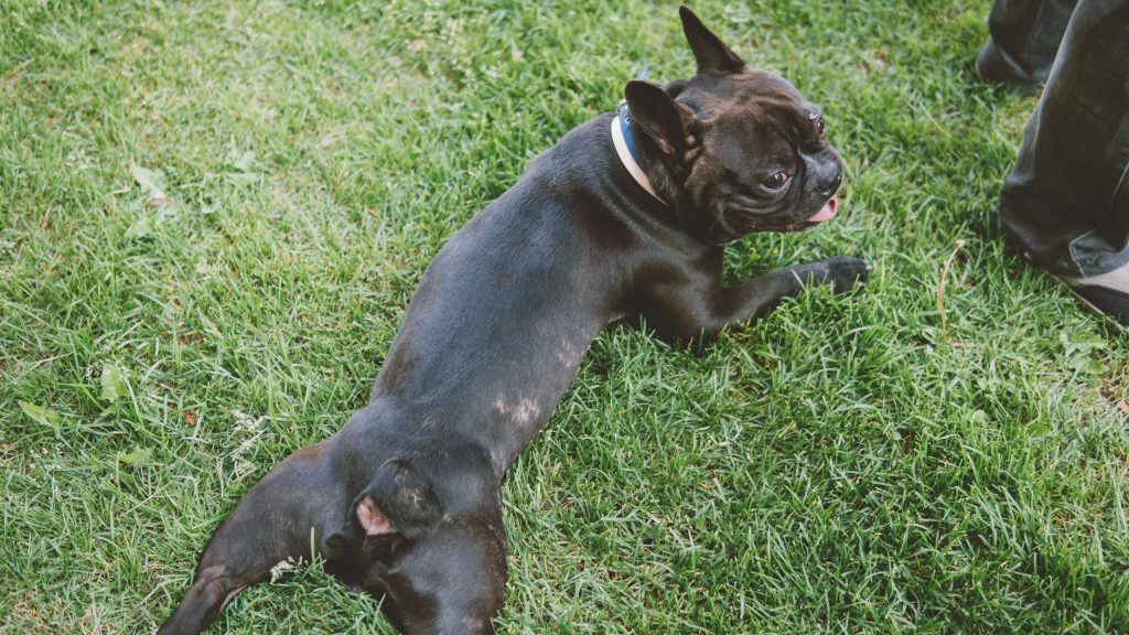 french bulldog laying on the grass