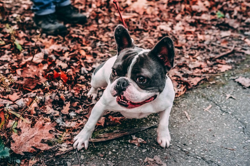 french bulldog autumn