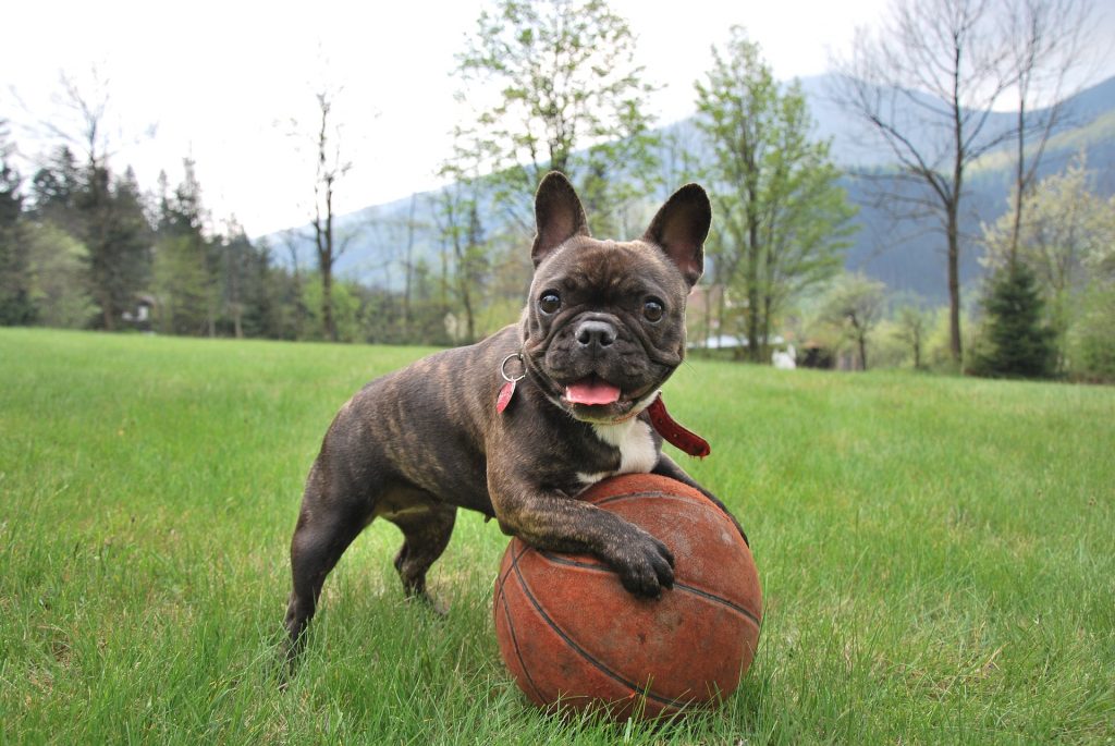 french bulldog on basket ball