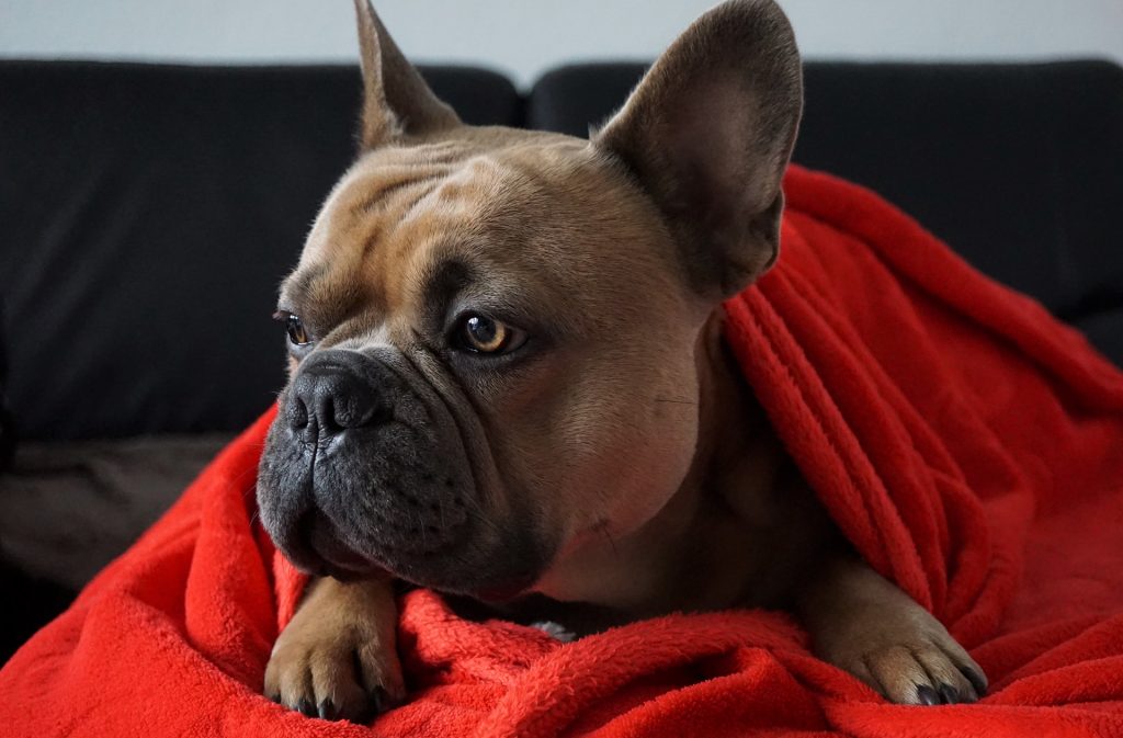 frenchie in red blanket