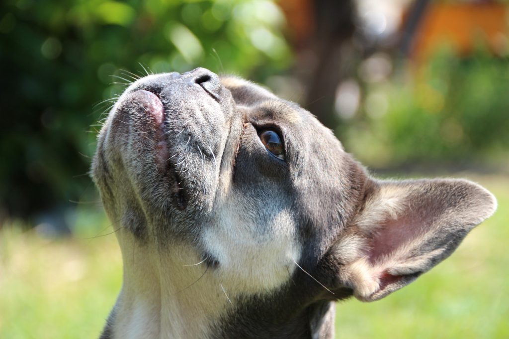 french bulldog look up