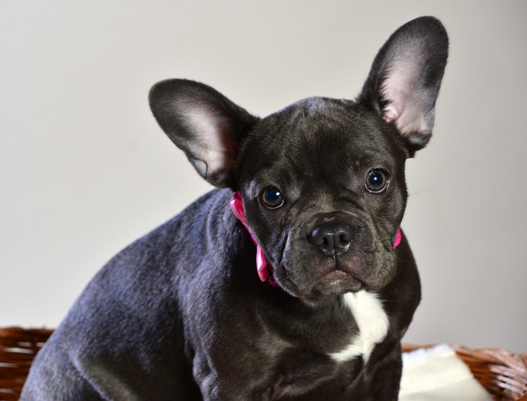 french bulldog sits