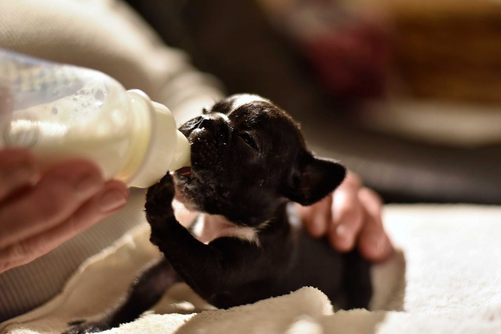 French Bulldog puppy fed with milk from a bottle