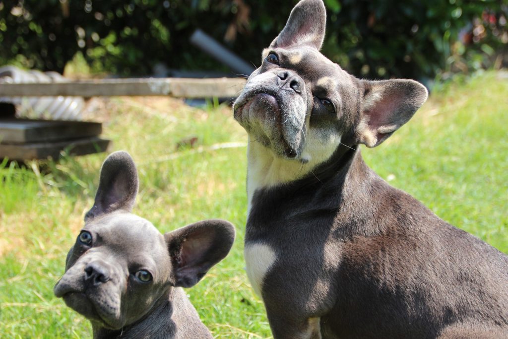 father and son french bulldogs