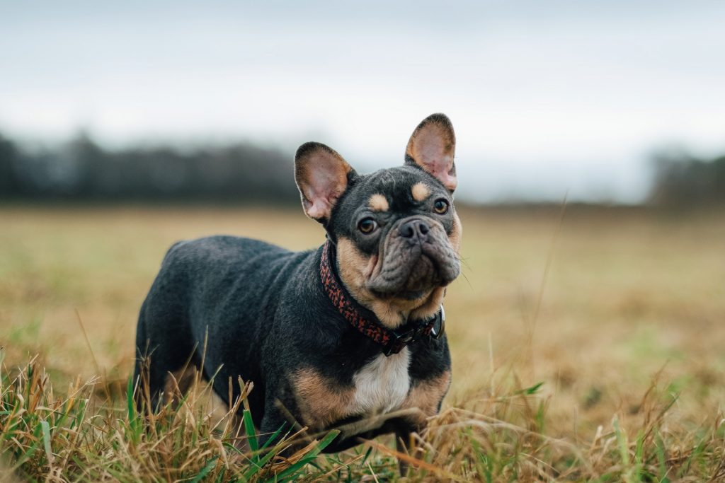 frenchie stand in the grass