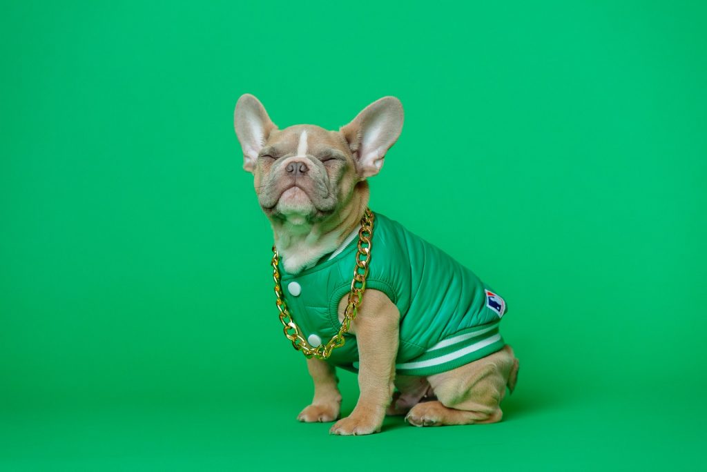 french bulldog with green jacket