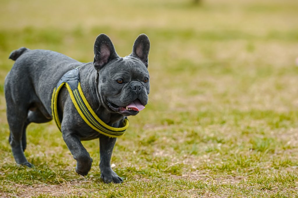 Photo of a Gray French Bulldog Walking on the Grass