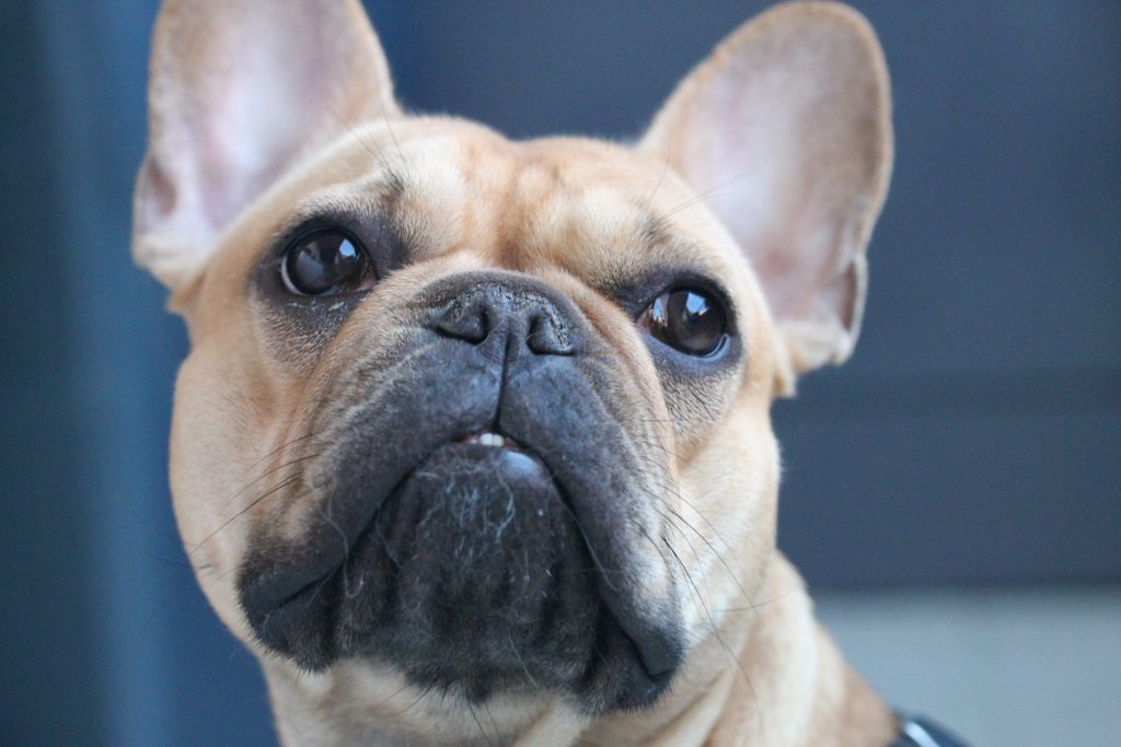 french bulldog hair loss