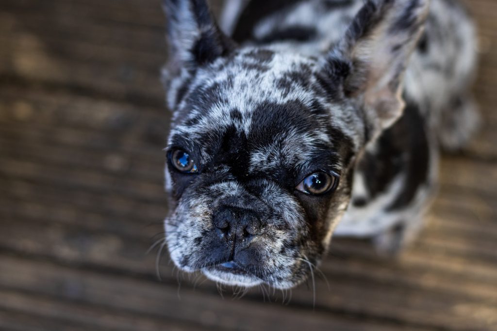 french bulldog with blue eyes